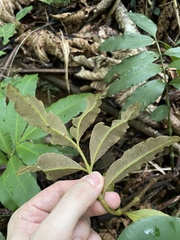 Danaea elliptica