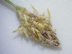 Eleocharis