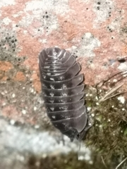 Armadillidium depressum