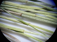 Eleocharis