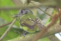 Leptopogon superciliaris