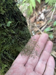 Polyphlebium capillaceum