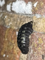 Armadillidium depressum
