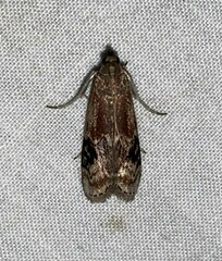 Euzophera ostricolorella