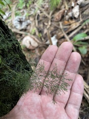 Polyphlebium capillaceum