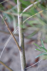 Salix interior