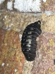 Armadillidium depressum