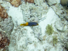 Bodianus rufus
