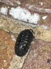 Armadillidium depressum