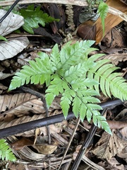 Polystichopsis chaerophylloides
