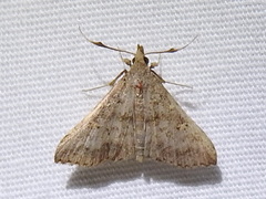 Renia salusalis
