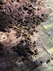 Hemitrichia calyculata