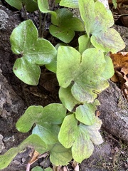 Hepatica