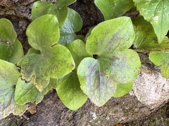 Hepatica