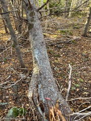 Melanelixia subaurifera