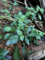 Lepidagathis alopecuroidea