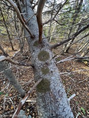 Melanelixia subaurifera