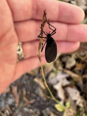 Penthetria heteroptera