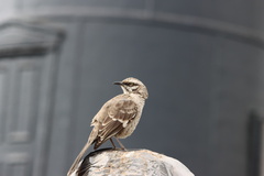 Mimus longicaudatus
