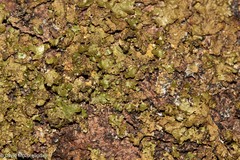 Melanelixia subaurifera