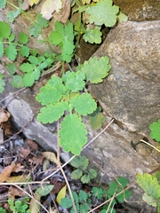 Chelidonium majus
