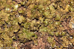 Melanelixia subaurifera