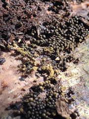 Hemitrichia calyculata