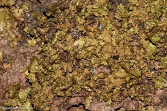 Melanelixia subaurifera