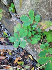Chelidonium majus