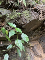 Ruellia coccinea