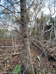 Melanelixia subaurifera