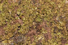 Melanelixia subaurifera