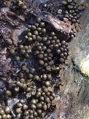 Hemitrichia calyculata