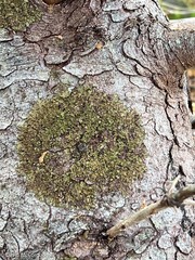 Melanelixia subaurifera