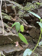 Peperomia distachyos