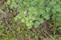 Thalictrum fendleri