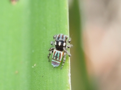 Maratus volans