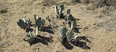Opuntia basilaris basilaris