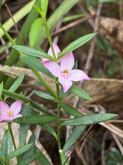 Cyanothamnus polygalifolius