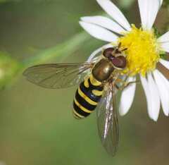 Syrphus rectus