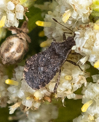 Aufeius impressicollis