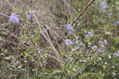 Ceanothus tomentosus