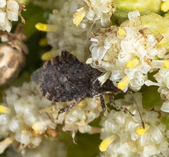 Aufeius impressicollis