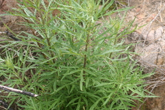 Artemisia palmeri