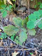 Chelidonium majus