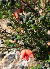 Gompholobium uncinatum