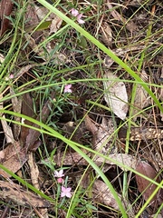 Cyanothamnus polygalifolius