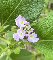 Lantana