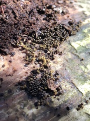 Hemitrichia calyculata