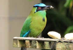 Momotus aequatorialis